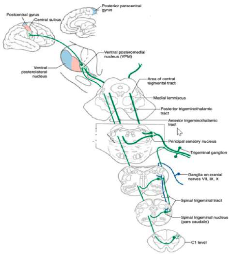 Trigeminal pathway diagram