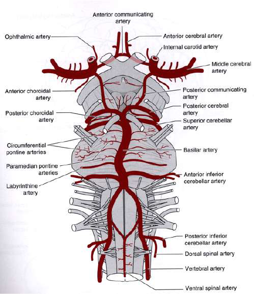 Brainstem arterial overview