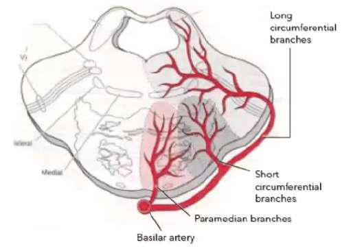 Basilar branches cross section