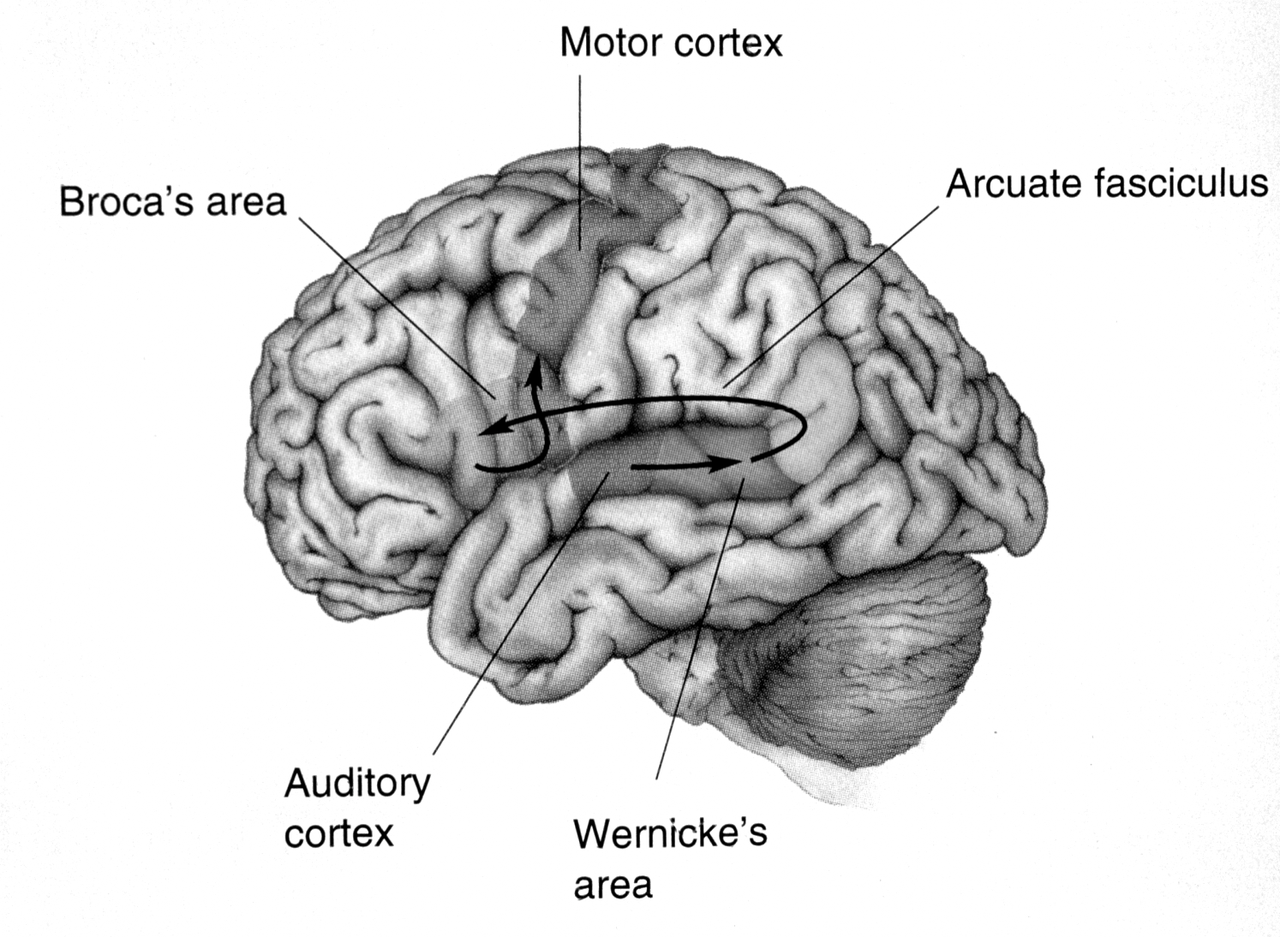 Diagram of brain areas related to language, including Broca's area, Wernicke's area, motor cortex, auditory cortex, and the arcuate fasciculus