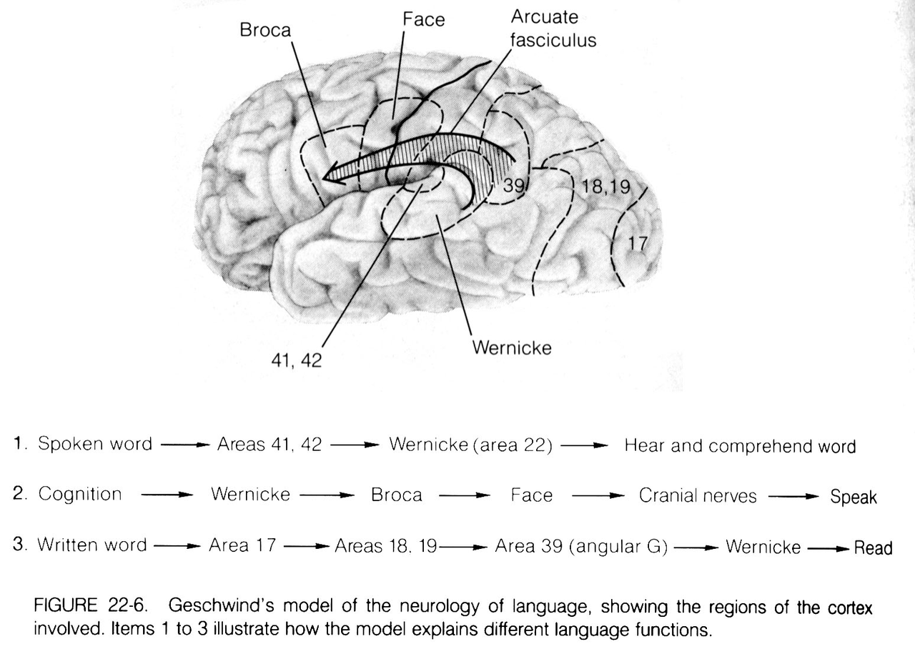 Geschwind model diagram
