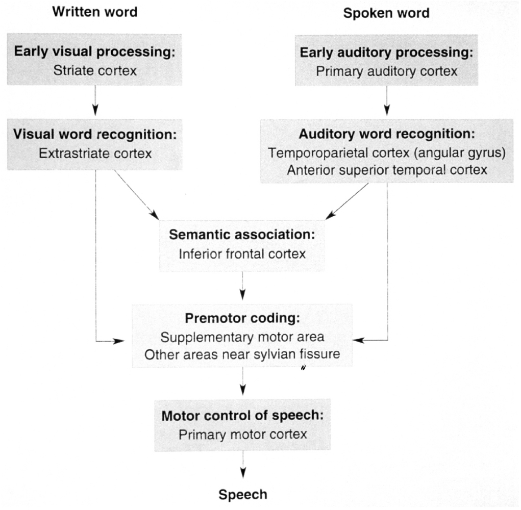 Flowchart outlining processing steps for written and spoken words