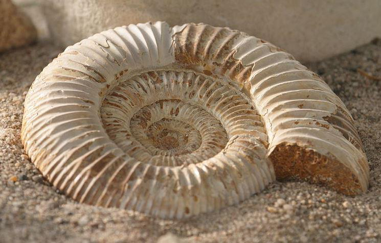 Fósil en espiral (amonite)