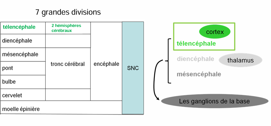 diagramme des 7 divisions