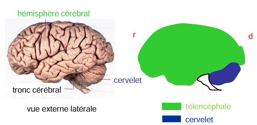 vue latérale du cerveau