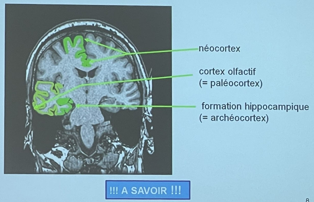 néocortex et autres cortex