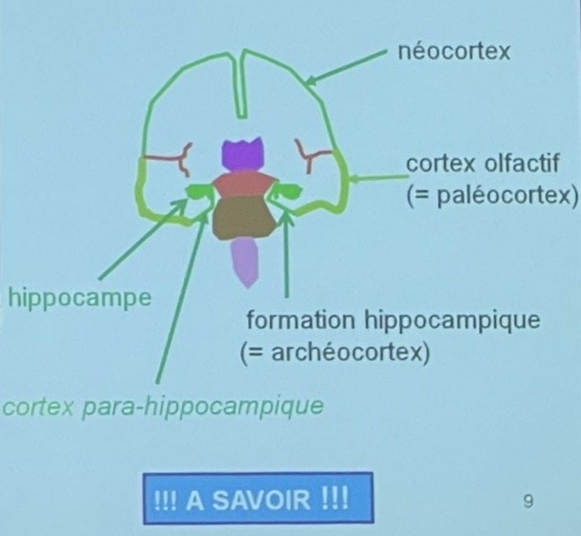Schéma hippocampe et cortex para-hippocampique