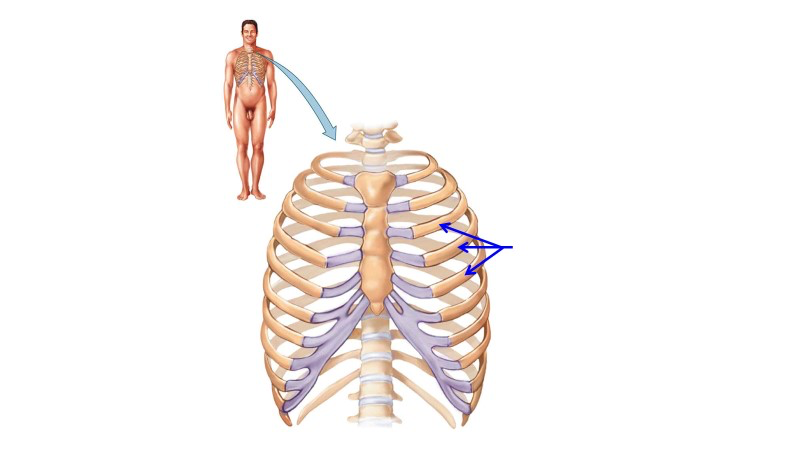 Rib Cage Diagram