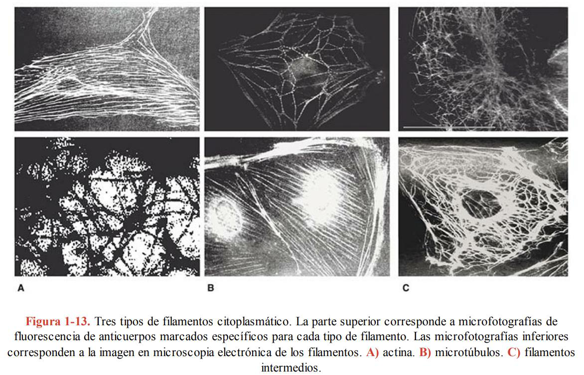 Collage de filamentos citoplasmáticos