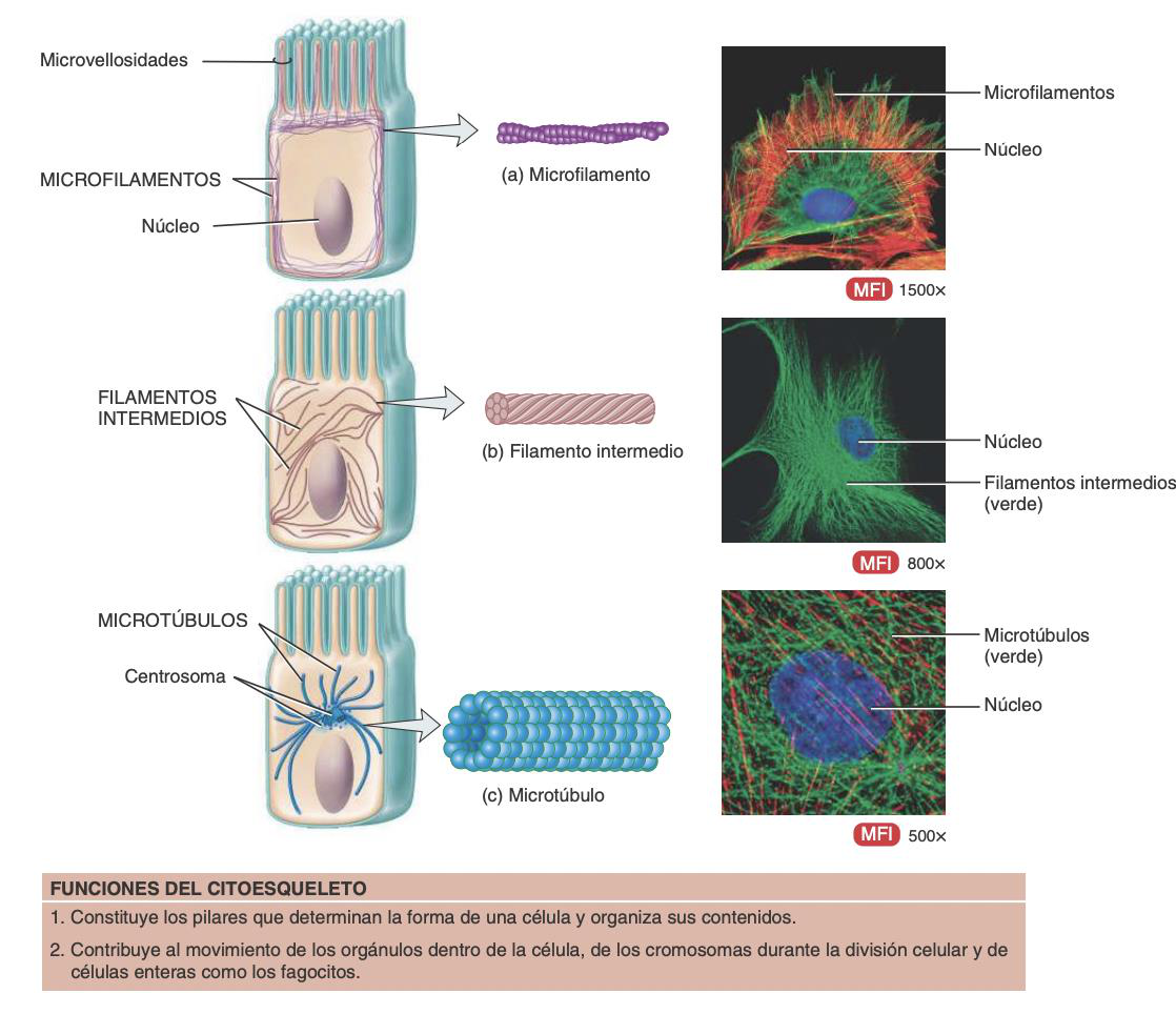 diagrama comparativo