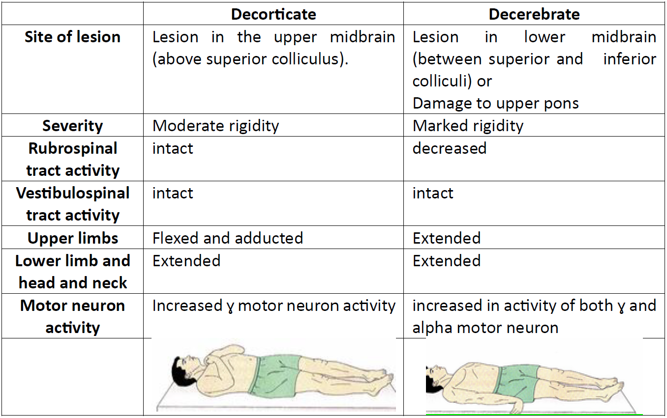 Decorticate vs Decerebrate