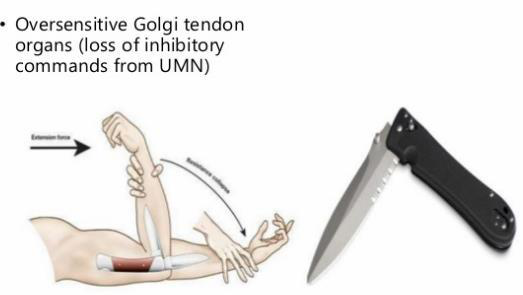 clasp-knife illustration