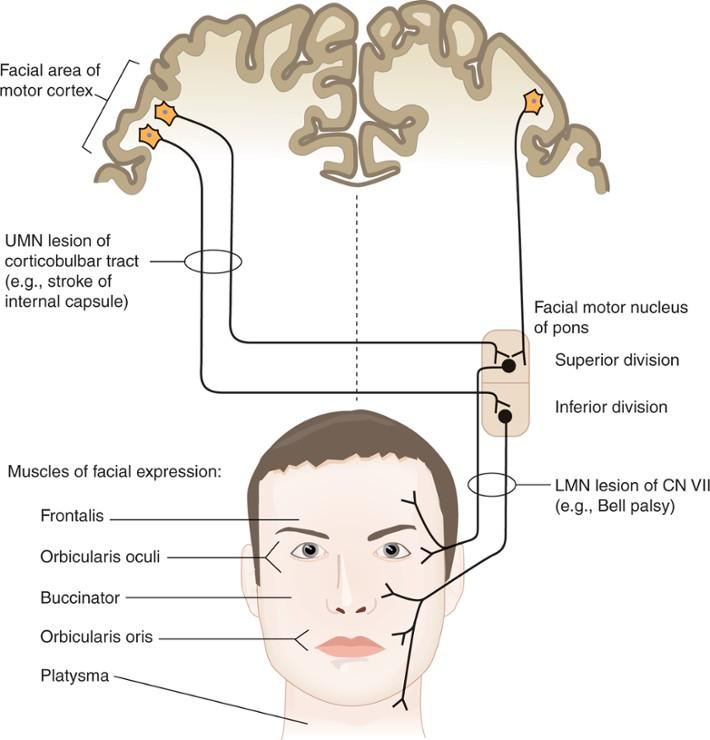 UMN vs LMN facial pathways