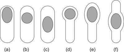 Diagram illustrating the different locations of endospores within bacterial cells