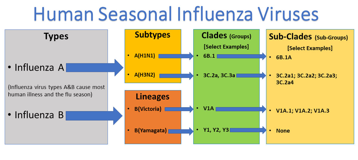 Seasonal influenza types and clades diagram