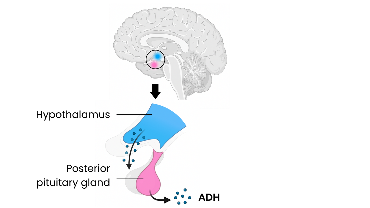 Diagram illustrating the cross-bridge cycle in muscle contraction, showing the interaction between actin, myosin head, tropomyosin, and Ca2+ ions, powered by ATP hydrolysis