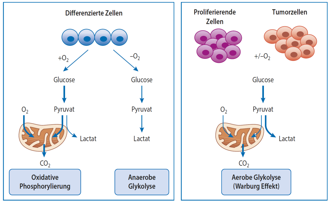 image of Warburg effect