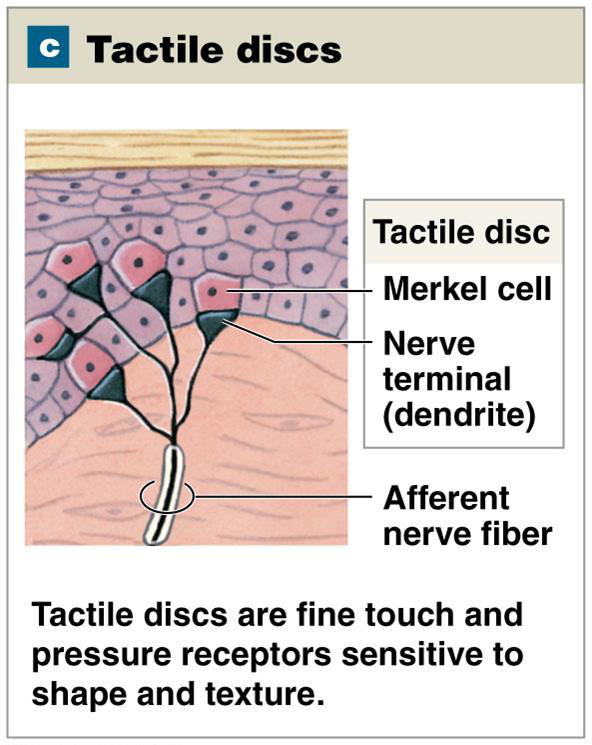 Illustration of tactile discs