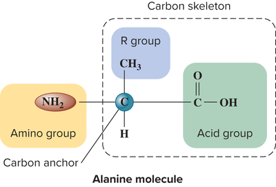 Alanine Structure