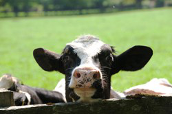 Close-up image of a cow's face looking over a fence