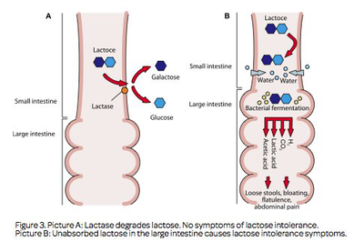 Diagram illustrating lactose digestion