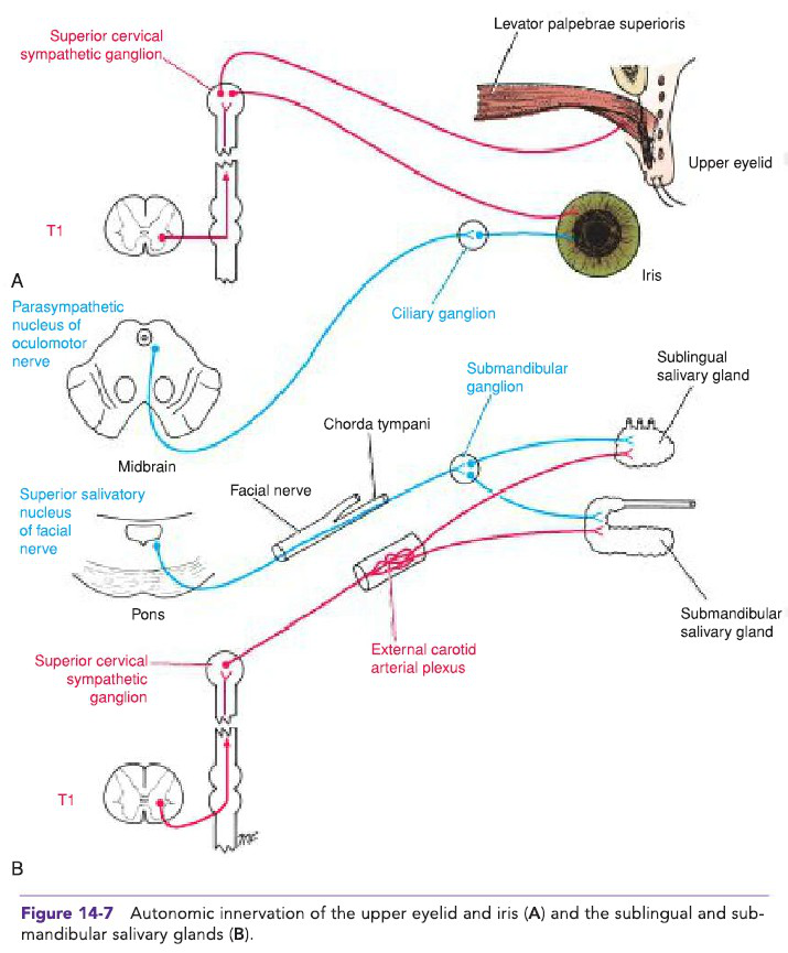 Autonomic innervation diagram