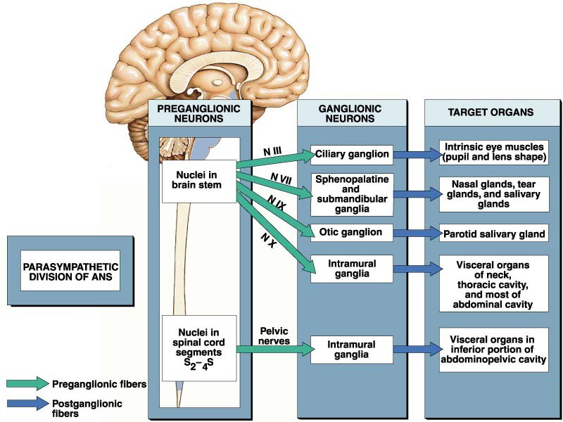 parasympathetic diagram