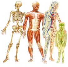 Skeletal, muscular, circulatory, and nervous systems