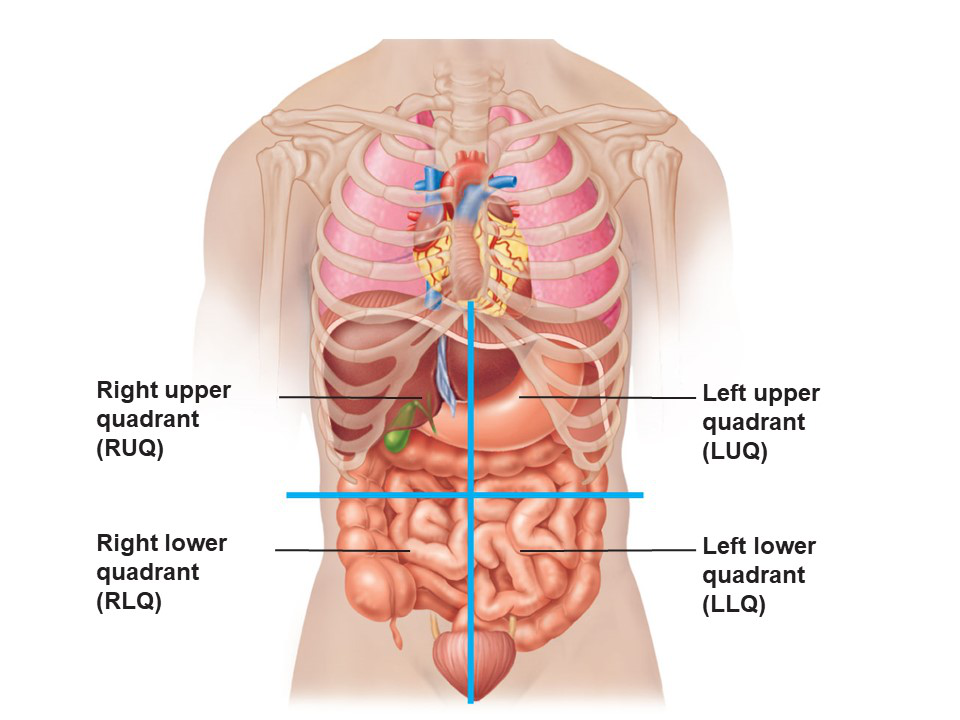 Abdominal Quadrants