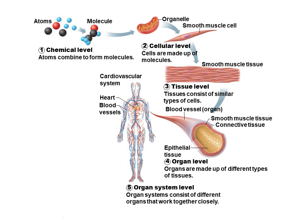 Levels of Organization