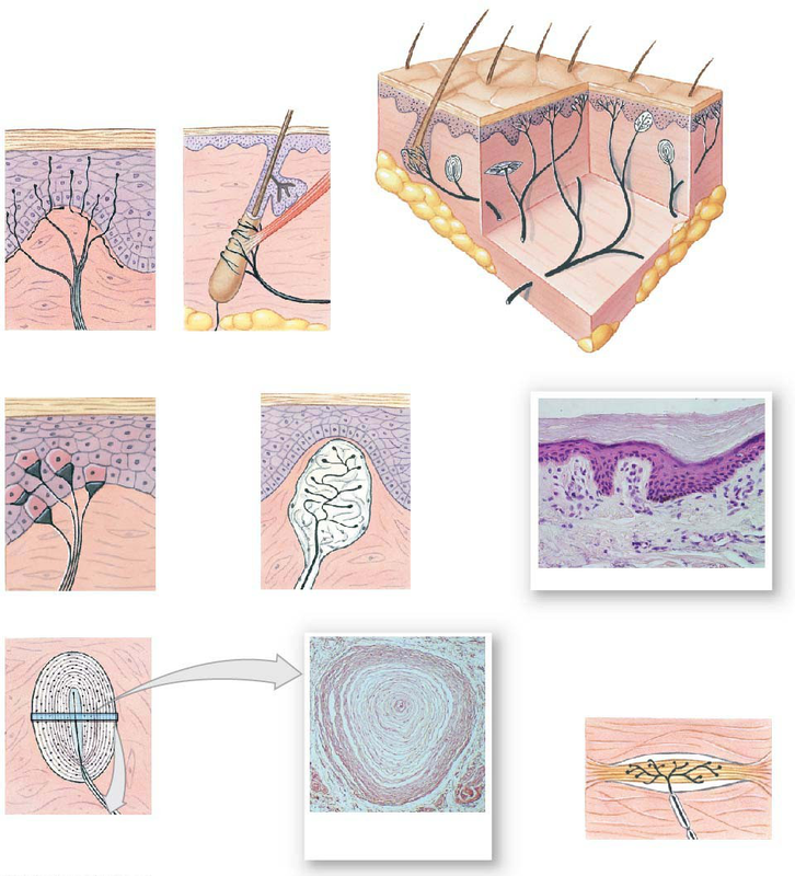 diagram of skin touch receptors