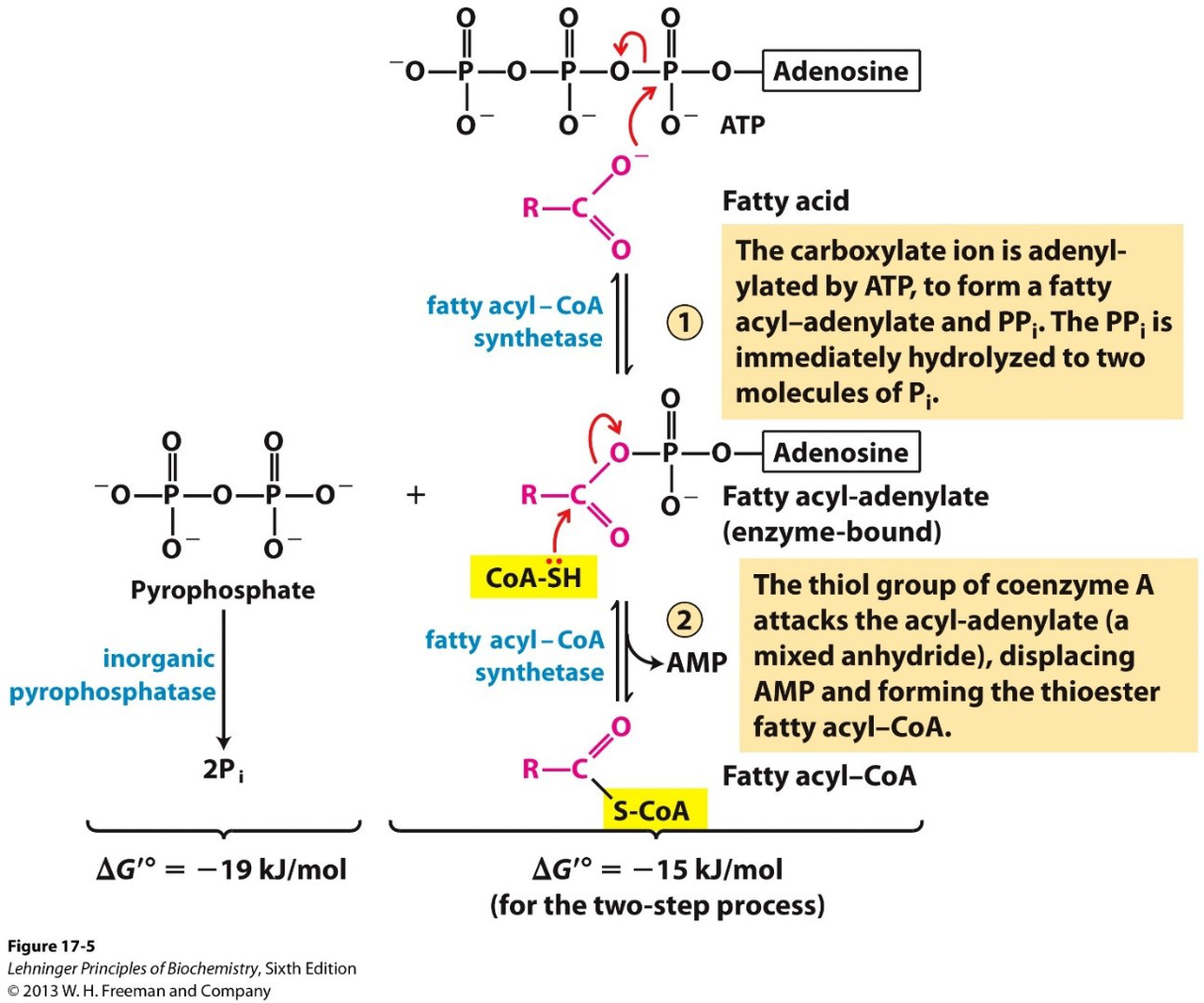 fatty acyl-CoA activation diagram
