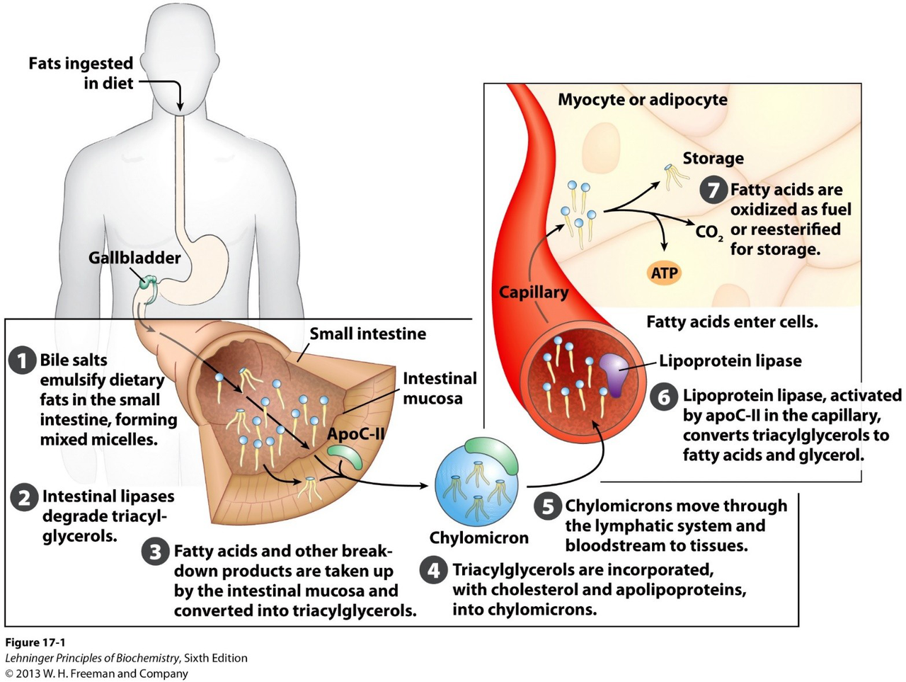 fatty acid absorption diagram