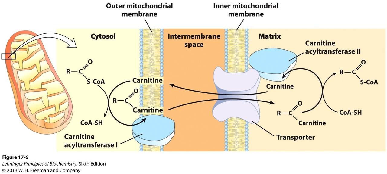 carnitine shuttle diagram
