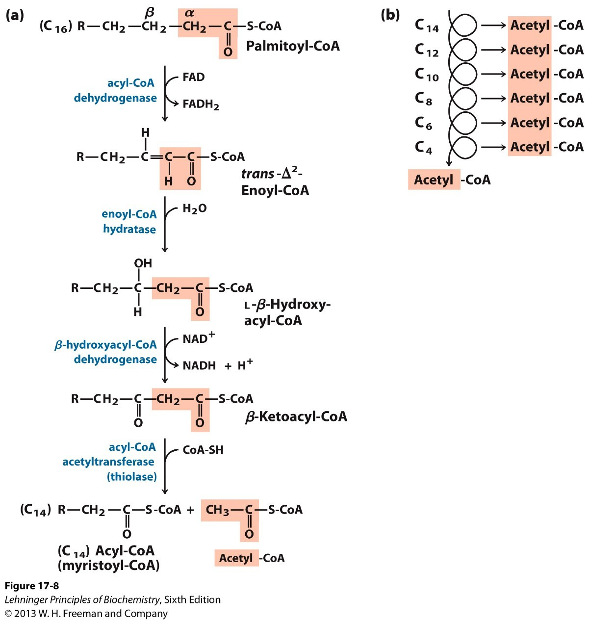 β‑oxidation diagram