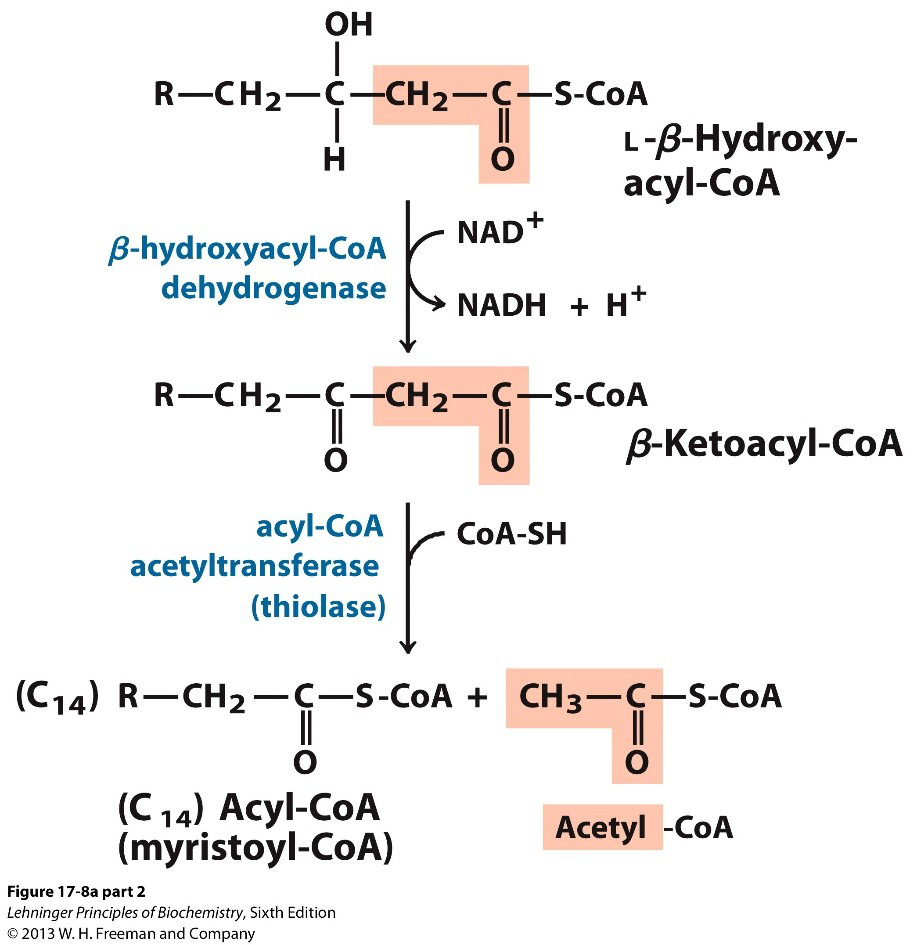 diagram of dehydrogenation step