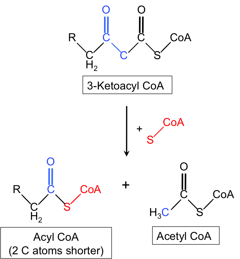chain transfer diagram