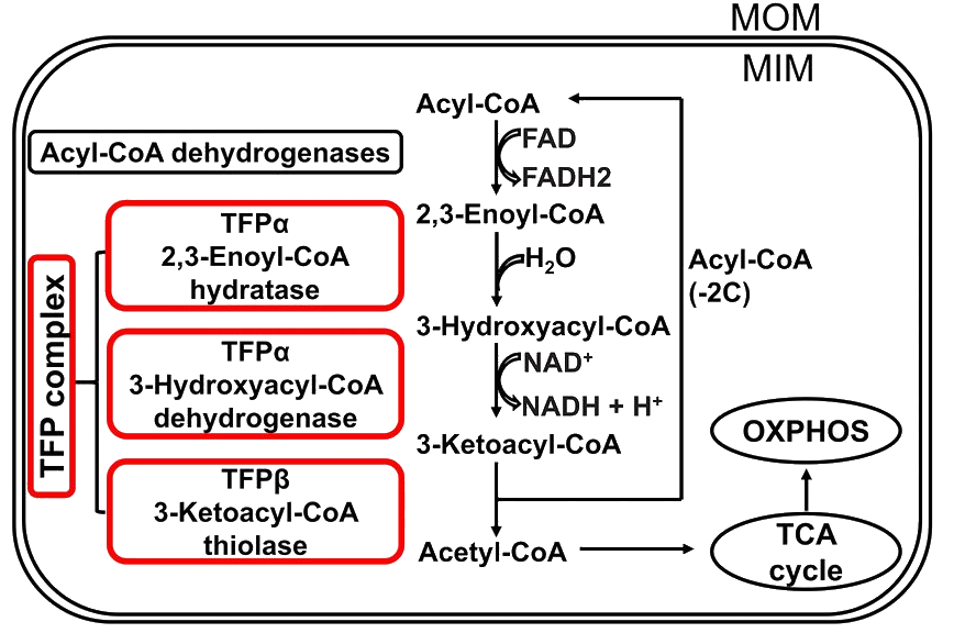 TFP complex diagram