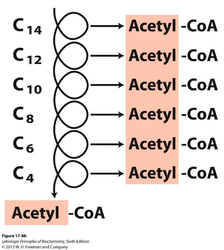 fatty acid catabolism diagram
