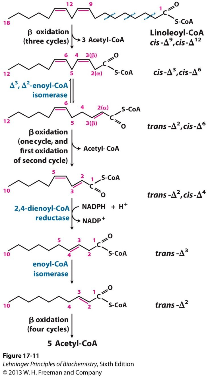 A diagram showing the beta-oxidation of polyunsaturated fatty acids