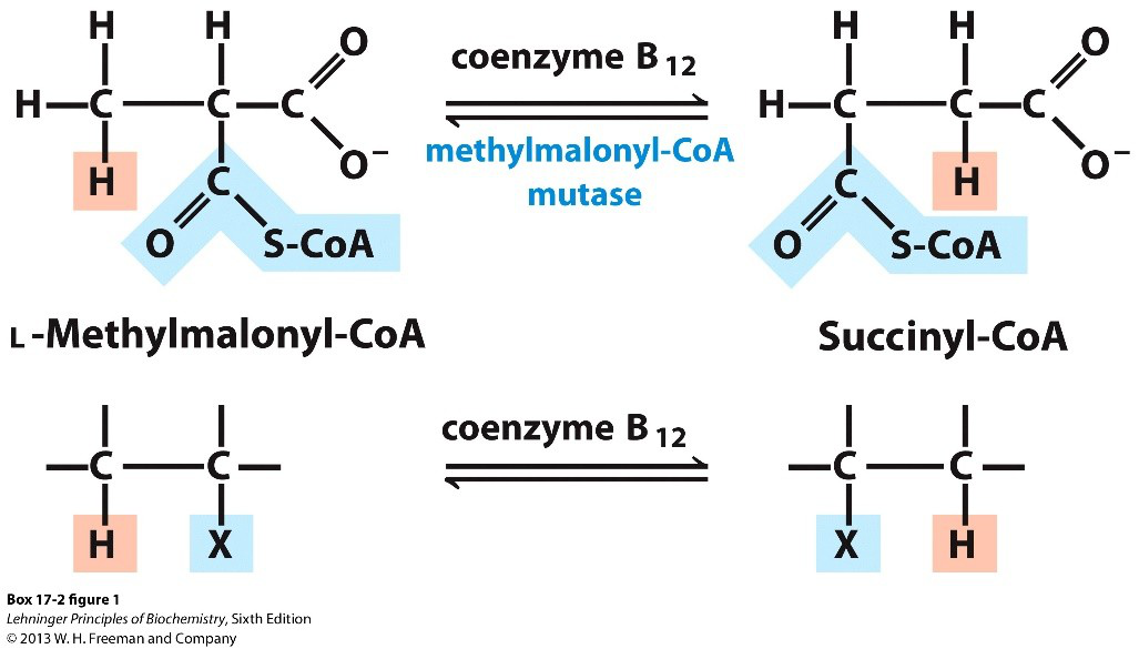 Diagram showing L-Methylmalonyl-CoA to Succinyl-CoA via coenzyme B12