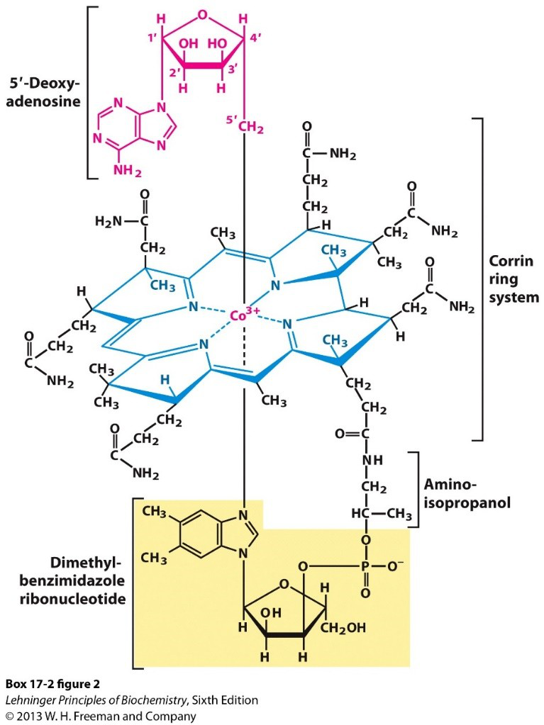 Coenzyme B12 molecular structure highlighting corrin ring and cobalt