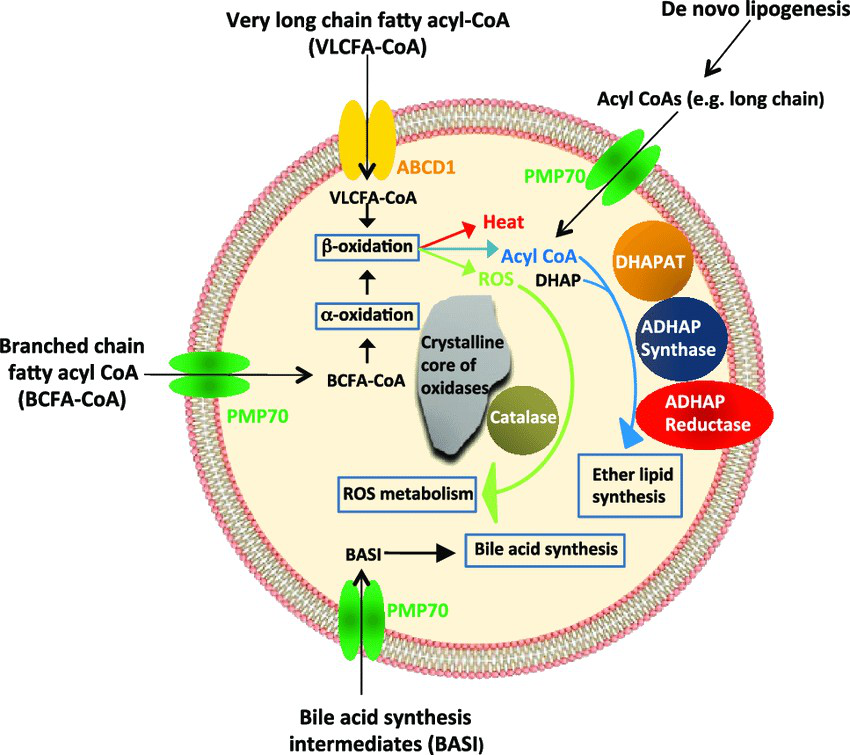 Peroxisome/glyoxysome pathways diagram