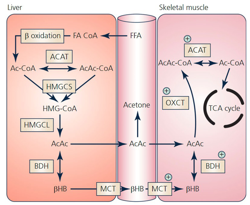 ketone diagram