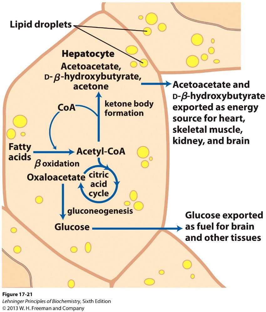 ketone production diagram