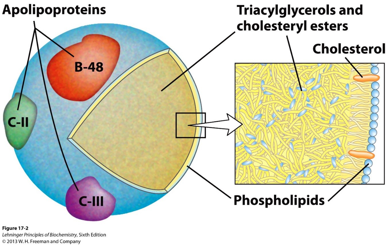 Chylomicron structure and apolipoproteins