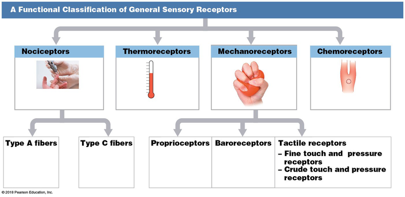 Functional classification of sensory receptors