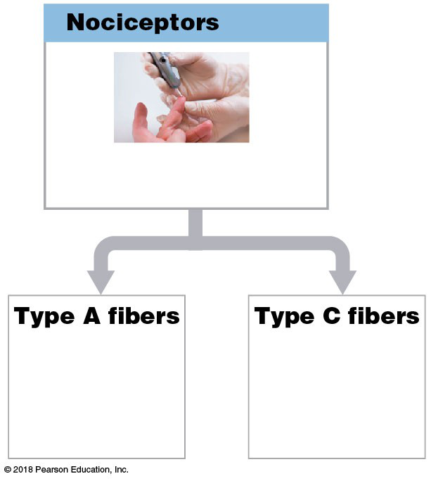 Diagram showing nociceptors and the types of fibers carrying pain signals