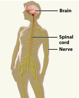 A silhouette of a human body with the brain, spinal cord, and nerves highlighted. Labels point to 'Brain', 'Spinal cord', and 'Nerve'.