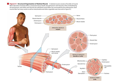 Diagram illustrating the structural organization of skeletal muscle